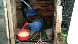 Pagi ini bersihin kandang Burung rawa, mandar biru dan ruak ruak biar bersih..