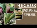 Уход за чесноком. Опасная болезнь   Ржавчина чеснока . Признаки лечение