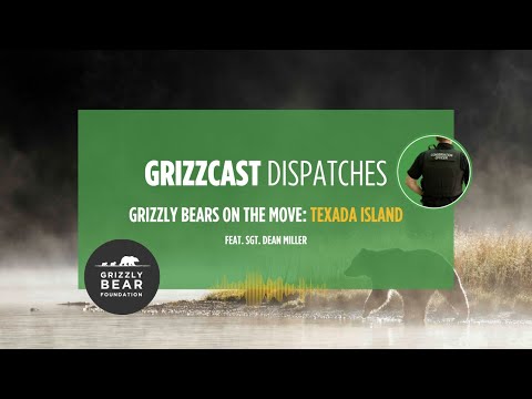 GrizzCast Dispatches | Dispatch #3: Grizzly Bears on the Move—Texada Island