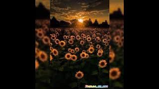 Ya illahi Nasheed ❤️| Mohamed Tarek|