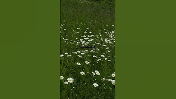 القارئ ياسر الدوسري قرآن كريم