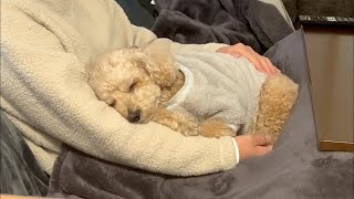 新年早々甘えん坊すぎる大きいトイプードル【デカプー】【トイプードルのロアくん】【toy poodle】