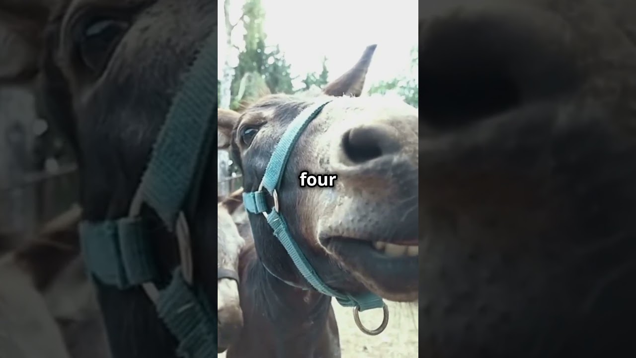 Boobs on a donkey: The True Story