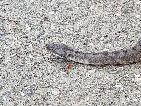 PASEO Y VÍVORA HOCICUDA (Vipera latastei)