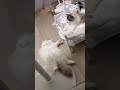 上手にベッドで寝るココとだらしないミコ🤣