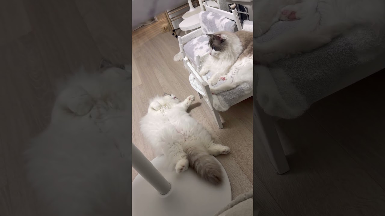 上手にベッドで寝るココとだらしないミコ🤣