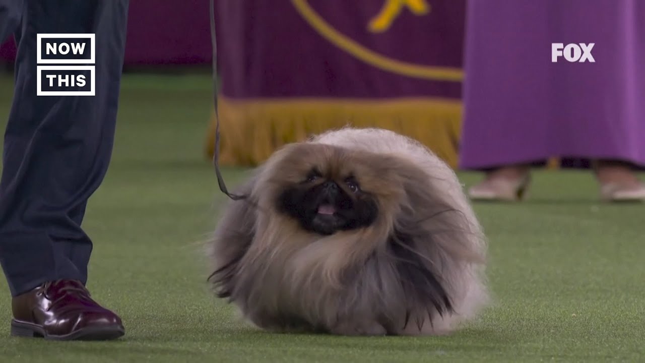 アメリカのドッグショーで2 500匹の頂点に輝いたペキニーズの ワサビ エピネシス