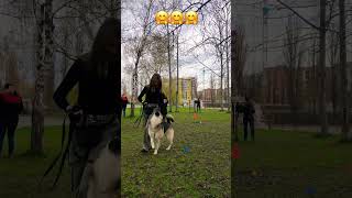 Вправи з собакою, заняття в групі #джаз #собака #вівчарка #пес #husky #собаки #music