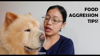 How to handle and prevent FOOD AGGRESSION IN DOGS Chow chow edition (Vlog#88)