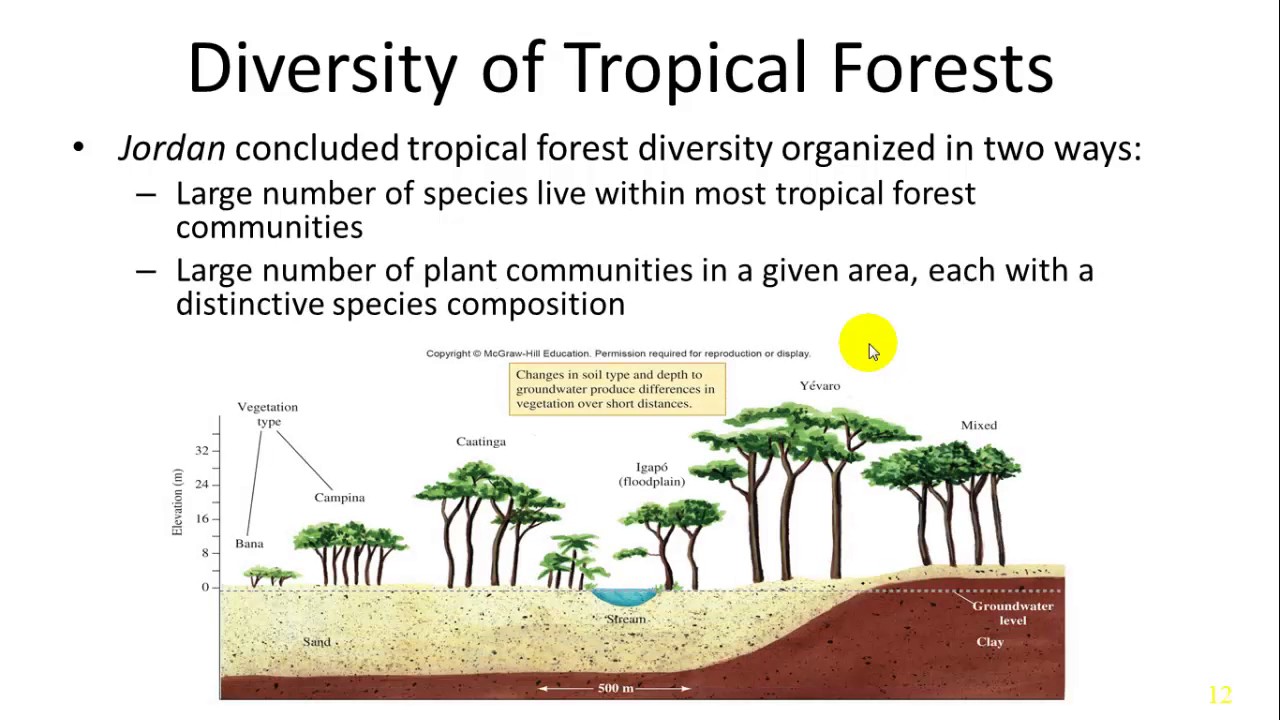 How Can The Abundance And Diversity Of Living Organisms In Tropical Forests Be Explained?