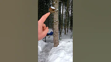 ЗАЧЕМ ПОКУПАТЬ УЧАСТОК У ЛЕСА? ПЛЮСЫ ПРИЛЕСНЫХ УЧАСТКОВ