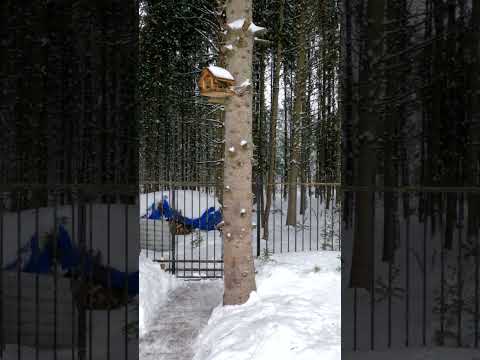 ЗАЧЕМ ПОКУПАТЬ УЧАСТОК У ЛЕСА? ПЛЮСЫ ПРИЛЕСНЫХ УЧАСТКОВ