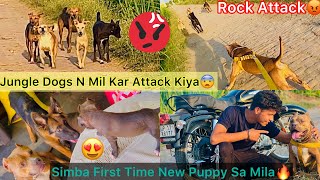 Simba First Time New Puppy Sa Mila😍Reaction || Jungle Dogs Vs Rock Panga Hogya😰