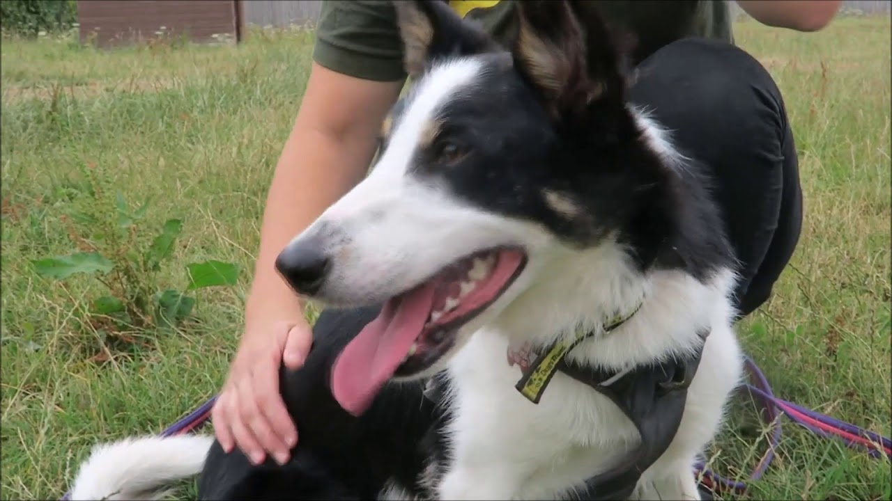 wales wisconsin Dogs Trust Bridgend - Curly Wurly