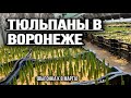 Выгонка тюльпанов на грунте в Воронеже