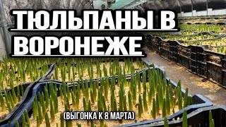 Выгонка тюльпанов на грунте в Воронеже