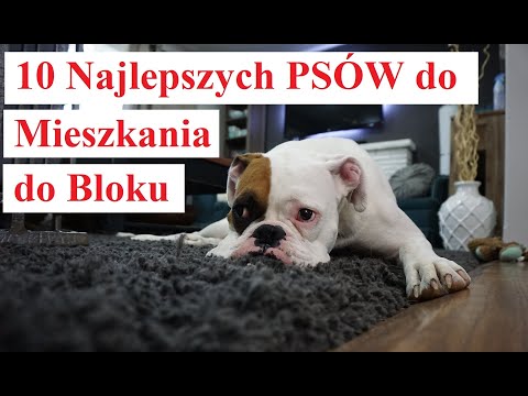 Wideo: Top 10 najlepszych psów rasy psy psychiatryczne