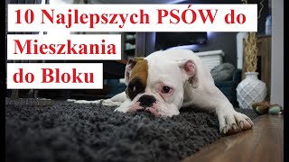 10 Najlepszych PSÓW do Mieszkania, do Bloku