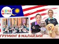 Школа груминга в Малайзии. Обучение стрижке, конкурс, азиатские собаки