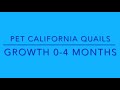 California quails growth 04 months compilation
