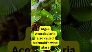 Mermaid's wine glass#shorts