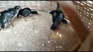 Parrot Nose Long Tail Aseel Murga Odisha Balasore 8917588989