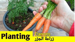 زراعة الجزر / Planting Carrots