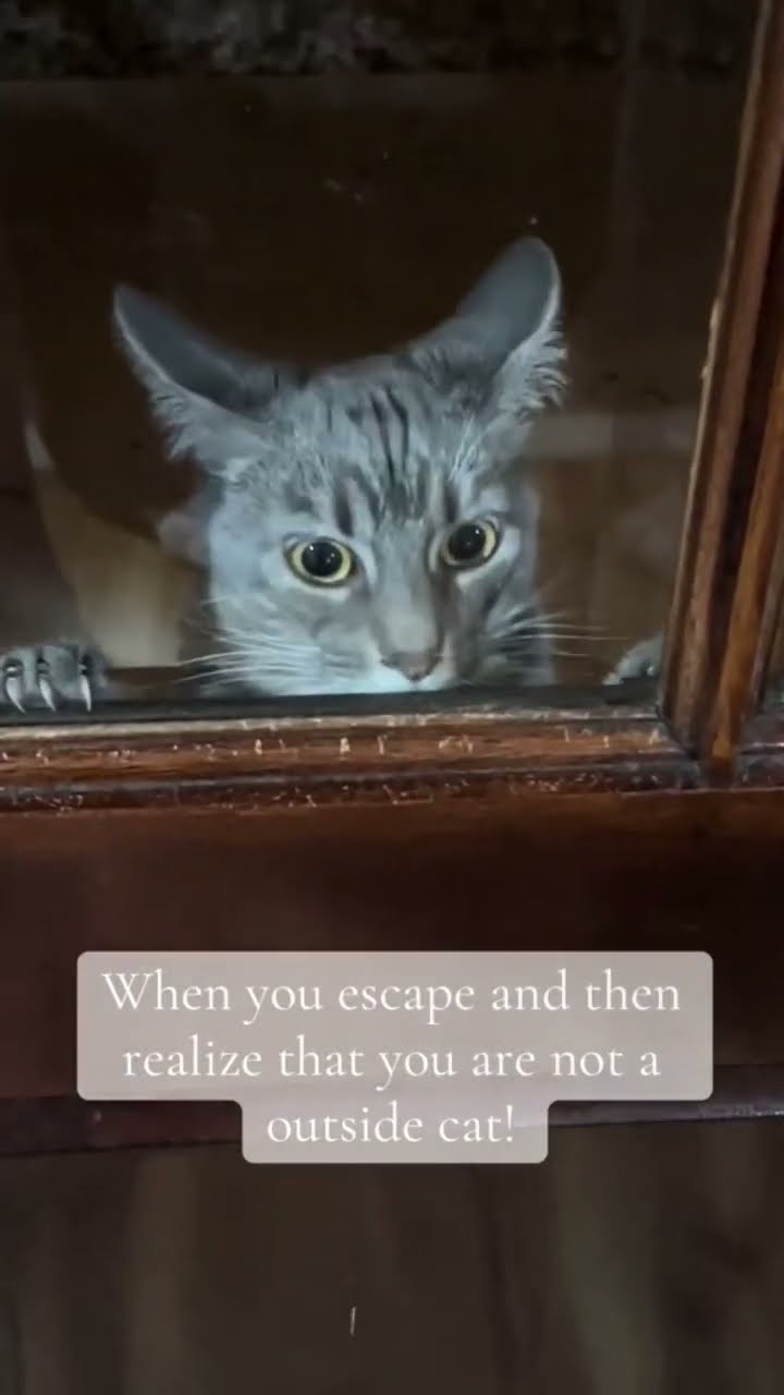 Kittyo like get me out of here twin this is messy