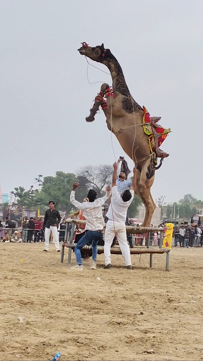 camel dance ###dancemusic ##viralvideo ###cameldance ###viraldance ###camel