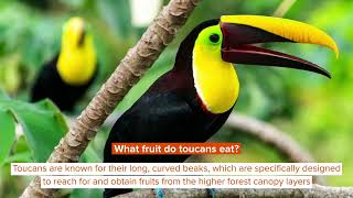 What Do Toucans Eat? Fascinating Food Facts You Didn't Know