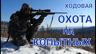 ХОДОВАЯ ОХОТА КАК ОНА ЕСТЬ!