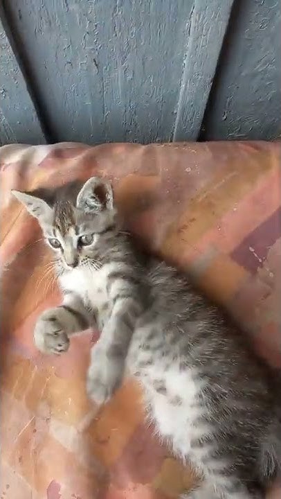 мой котенок Мурчик🤗 - YouTube