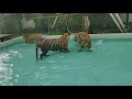 Tiger park Pattaya Thailand || Thailand tour || Pattaya || #tigerparkpattaya