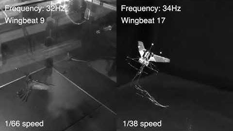 Extreme Maneuvers of Flapping Wing Robot Like Real Hummingbirds