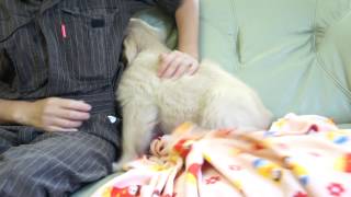 ゴールデンレトリーバーの子犬2014.06.20