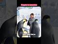Never Touch a Penguin in Antarctica — Here's Why It Could Kill Them 🐧