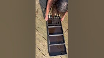 Watering your Soil Blockers from the bottom