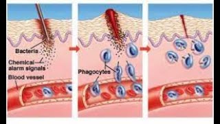 L-4 Part B Second line of Defense Complement system, inflammation and Temperature response