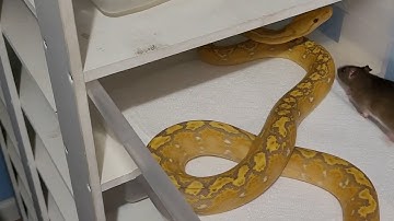 Live Feeding Reticulated Pythons Smashes Rats #irondoggreptiles #python #rat