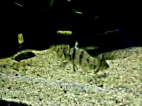 Enneacanthus chaetodon