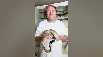 Keeping Black Headed Pythons
