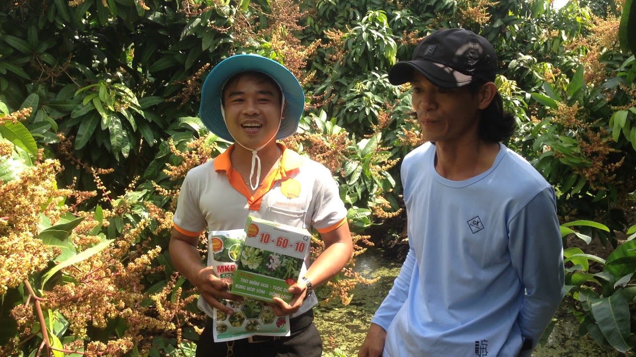 Hướng dẫn làm ra hoa xoài nghịch vụ - Phone + Zalo: 0988134604