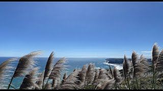 Mercer Bay Loop Track And Comans Track Waitakere Regional Park Auckland