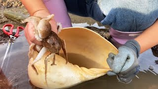 There are big surprises hidden in the huge snail shell!