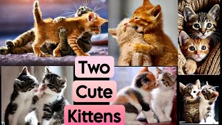 Just the friendship of Two CUTE Kittens 😘 that will make you Happy to Watch 😍