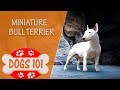 Dogs 101 - MINIATURE BULL TERRIER - Top Dog Facts About the MINIATURE BULL TERRIER