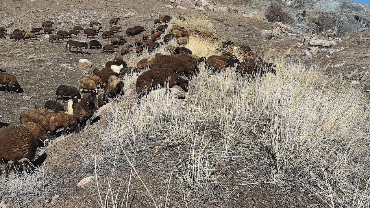 KAR YAĞMUR VE RÜZGARDAN SONRA GELEN GÜNEŞ GÜNDE SÜRÜYÜ MERAYA BIRAKTIK.