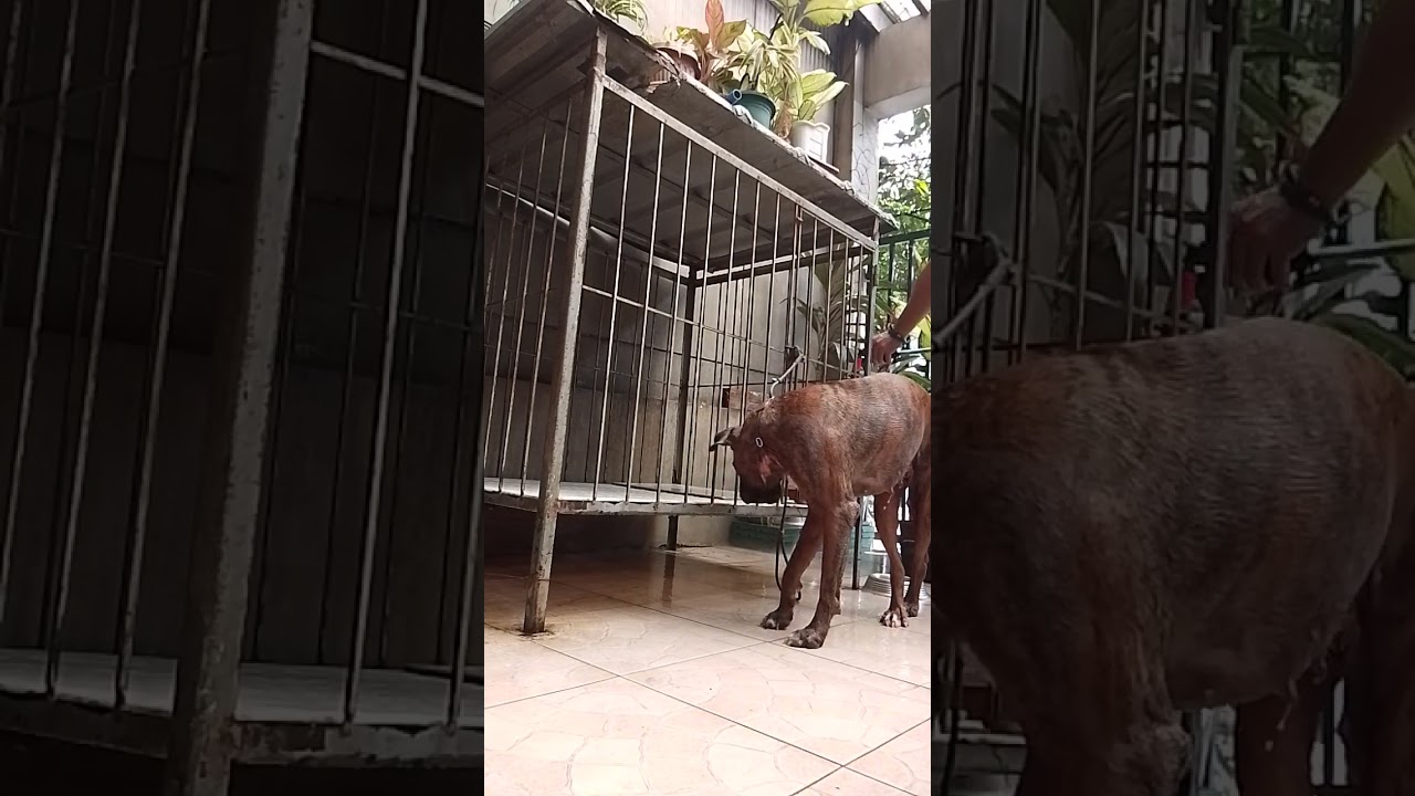 Mocha Bath and grooming.