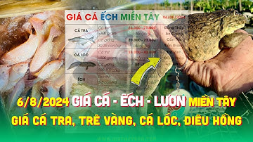 6/8/2024 ✅ Bảng Giá Cá Ếch Miền Tây ↗️ Giá Cá Tra, Cá Lóc, Điêu Hồng, Trê Vàng, Cá Kèo, Lươn #ĐBSCL