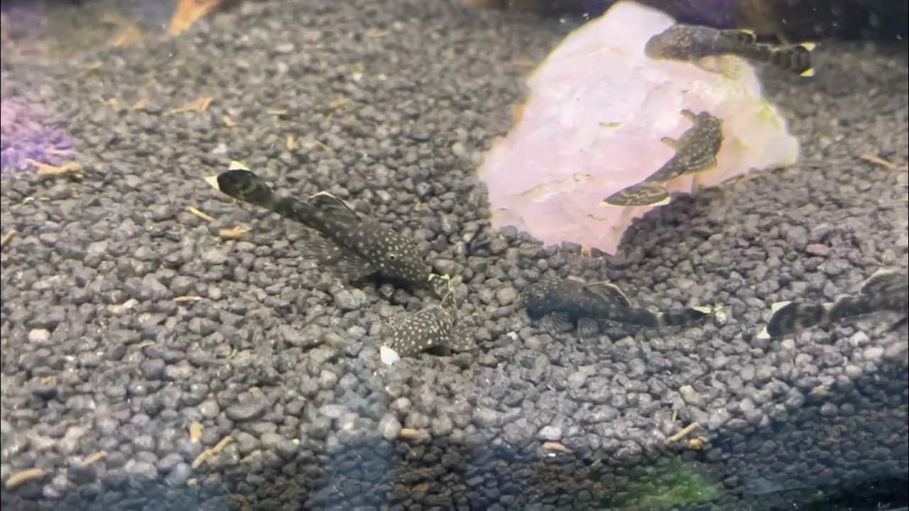 Bristlenose pleco’s with eggs in ziss egg tumbler YouTube